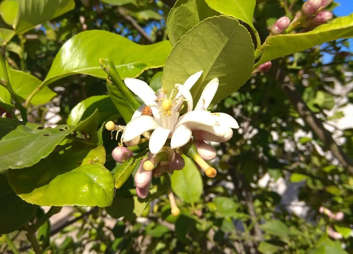 卡莫纳La Casita别墅 0*, 卡莫纳 西班牙